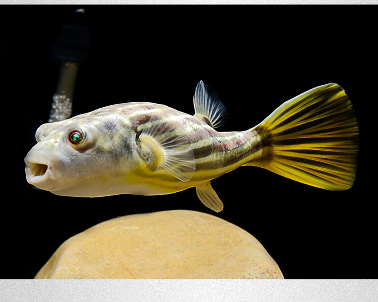 易萌水族斑马狗头鱼 活体淡水河豚 活体观赏鱼大型河鲀热带鱼潜水艇