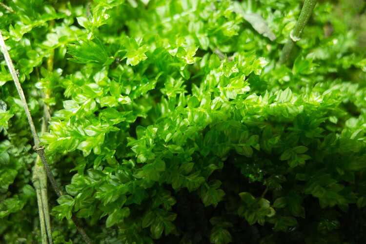 鲜活苔藓植物盆景铺面假山青苔微景观diy材料水陆缸吸水