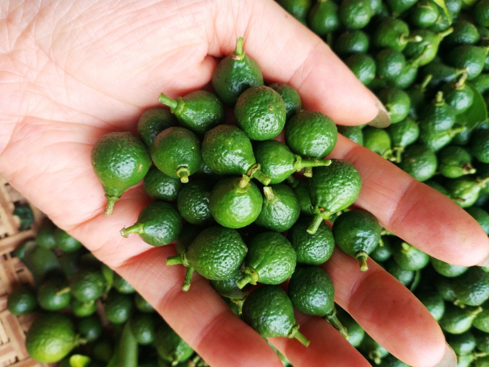 5折 广东特产新会陈皮小柑胎树剪带蒂生晒柑胎仔柑胎果500g 2020年带