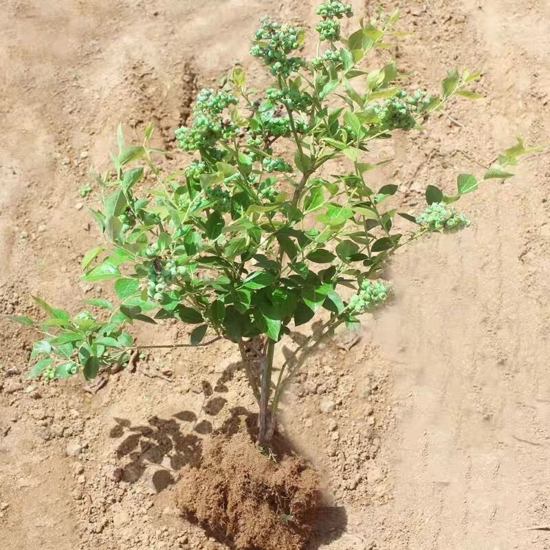 蓝莓苗盆栽地栽特大蓝莓果树苗南方北方种植阳台庭院四季蓝莓树苗 6年