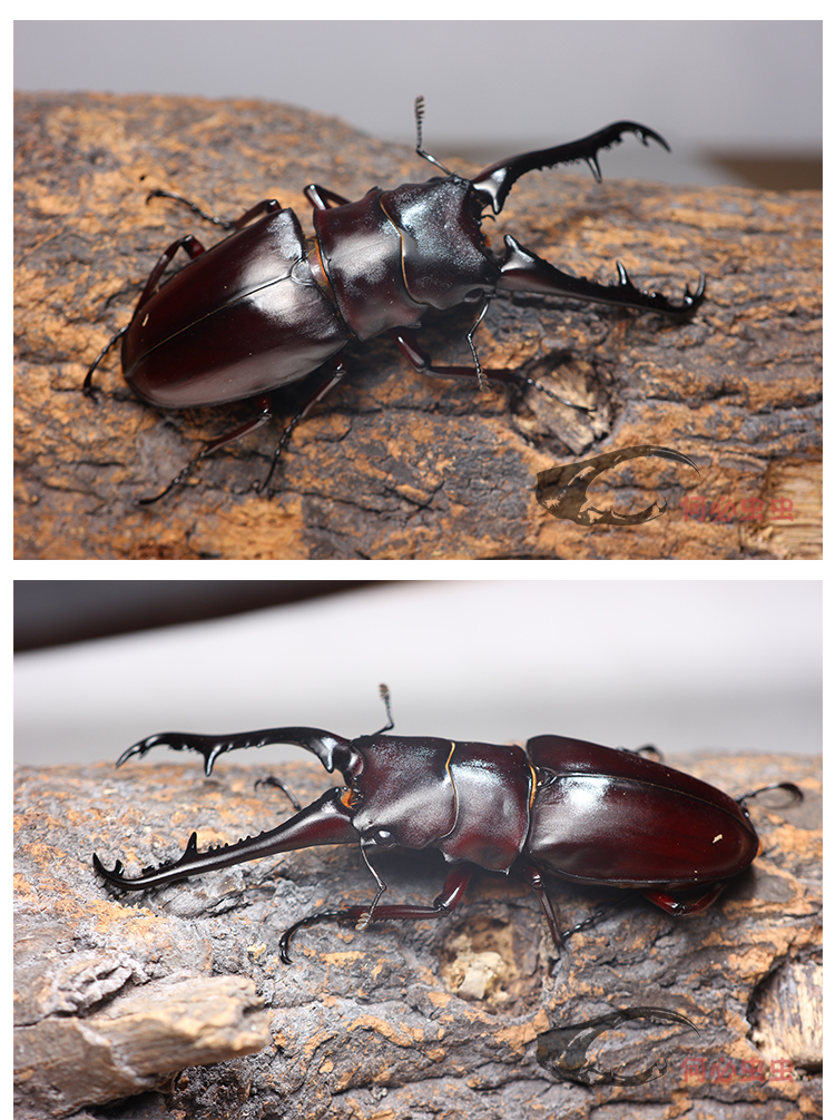 荣郁 长颈鹿锯锹成虫pgk甲虫活体独角仙大兜虫锹甲花金龟热门个性宠物