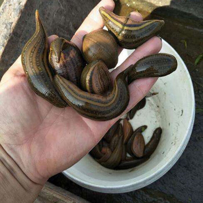 野生宽体金线水蛭蚂蝗水蛭蚂蟥活体水蛭 野生水蛭100克【图片 价格