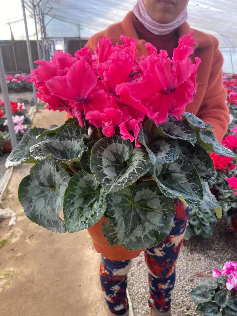 仙客来盆栽带花大花重瓣花卉植物室内花好养活四季开花阳台仙鹤来粉色