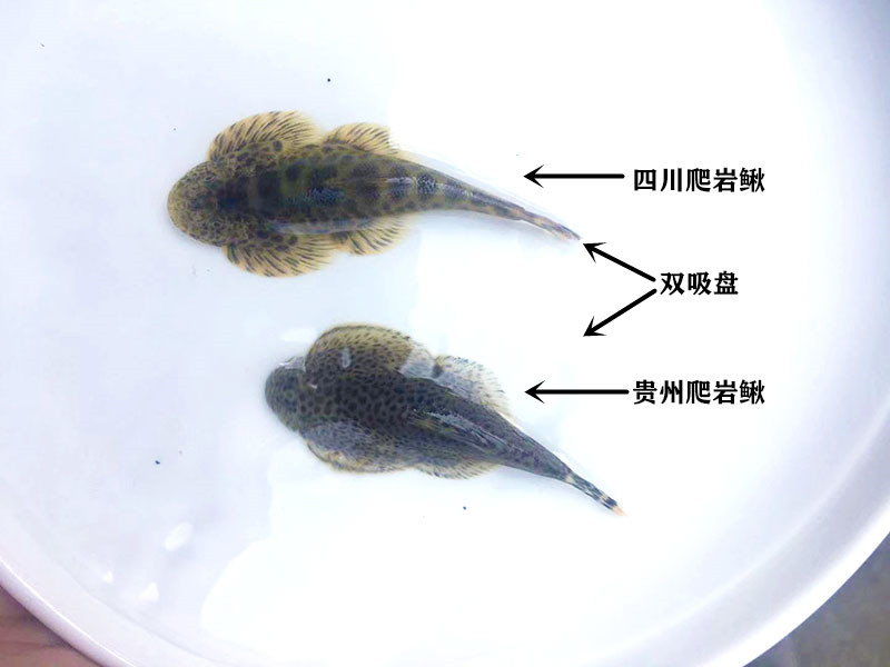 贵州爬岩鳅饲养经验图片