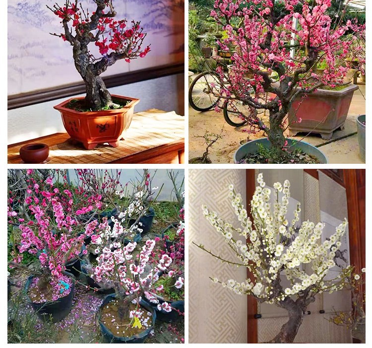 红梅盆景树桩盆栽梅花盆景老桩耐寒乌梅绿梅植物地栽腊梅室内绿植不含