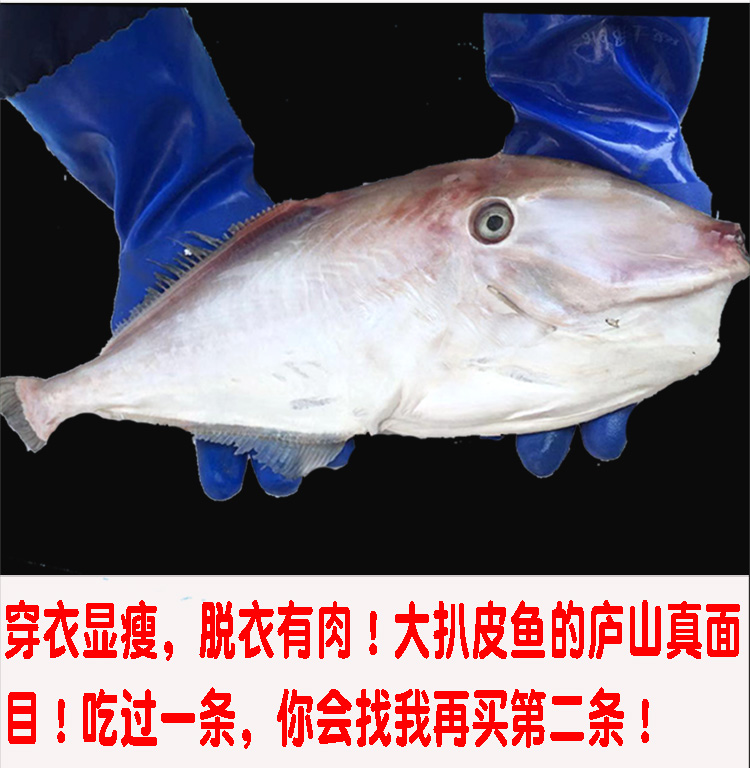 耗兒魚 大號扒皮魚新鮮冷凍剝皮魚馬面魚中號海鮮水產橡皮魚 騰旺納躍