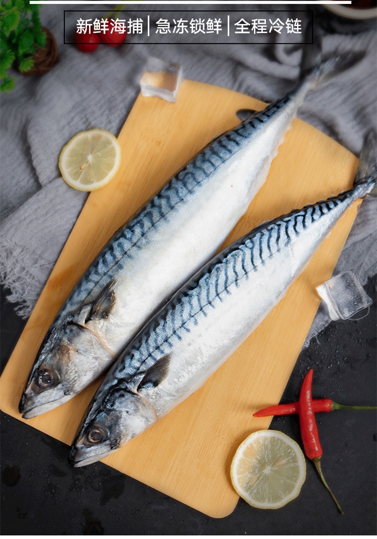 新鲜鲐鲅鱼 整条海鲜活冷冻 5斤青占鱼燕鱼青花鱼生鲜食材【图片 价格