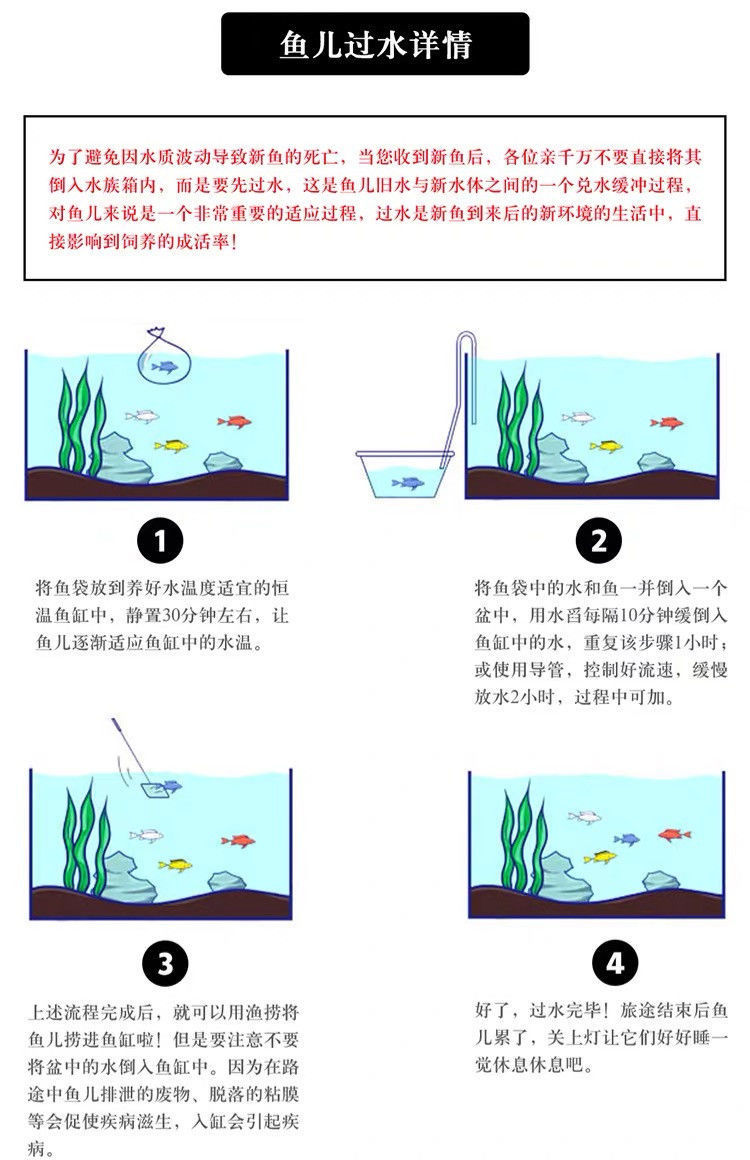 鱼苗淡水观赏鱼旁皮婆花手巾冷水鱼好养活鱼 繁殖组5-6厘米1对1条防损