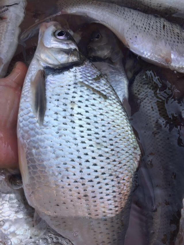 lism河源东江河鳊鱼新鲜鳊鱼三角鲂团头鲂武鲳鱼河鲜万绿湖鱼