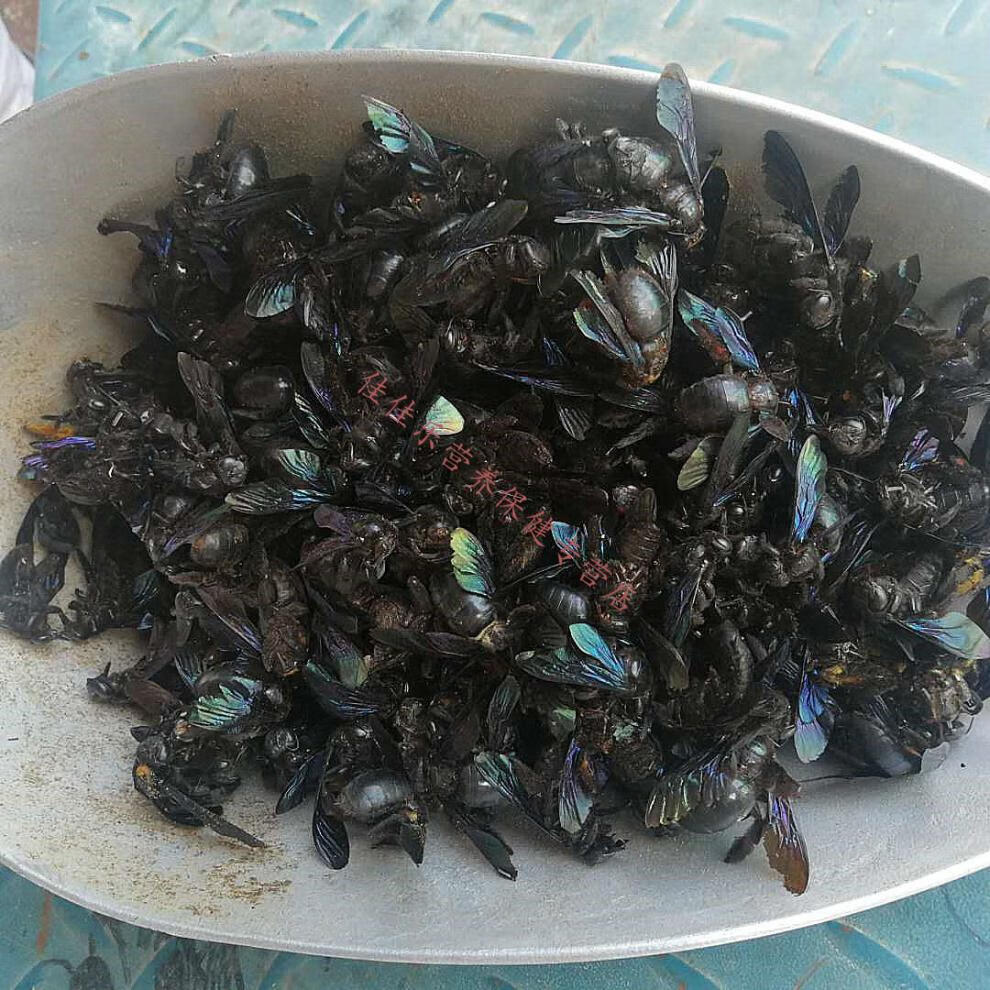 中药材竹蜂 乌蜂 熊蜂 象蜂 竹蜜蜂 竹筒蜂散装100克也可按只销售 大