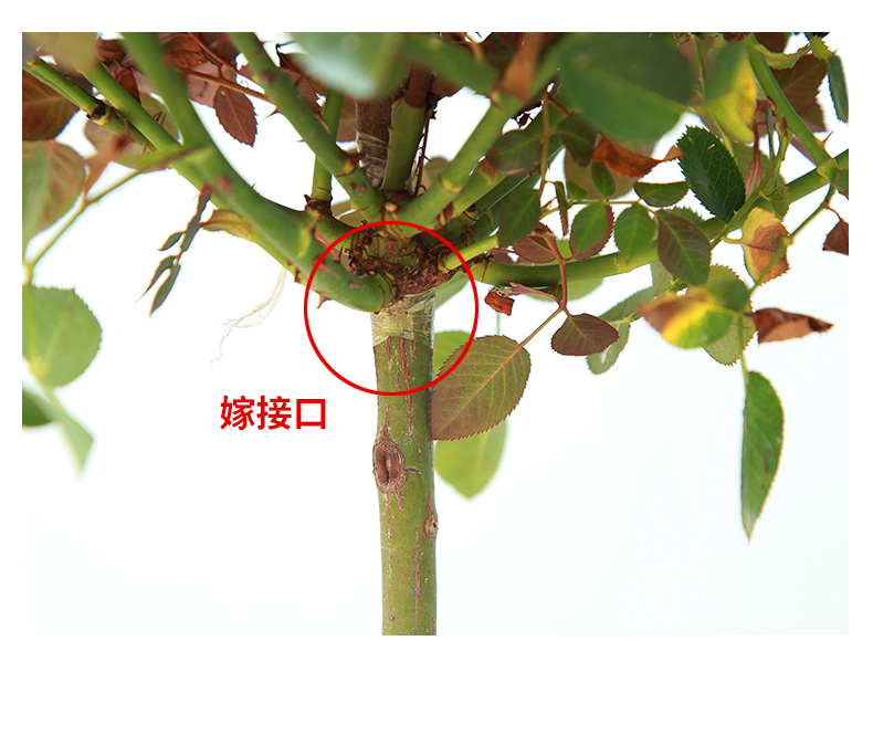 嫁接棒棒糖树状月季树大花朵月季花苗特大花四季庭院老桩贝壳1215厘米