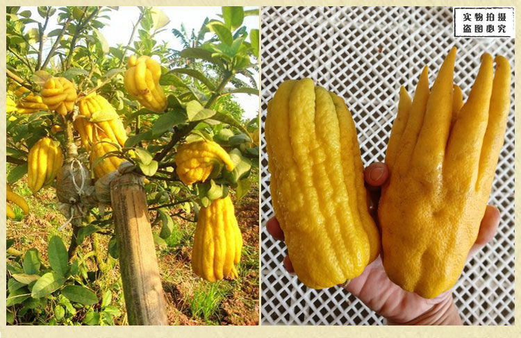 正宗潮州三宝15年陈年佛手果老香黄潮州特产老香橼佛手蜜饯凉果陈年老