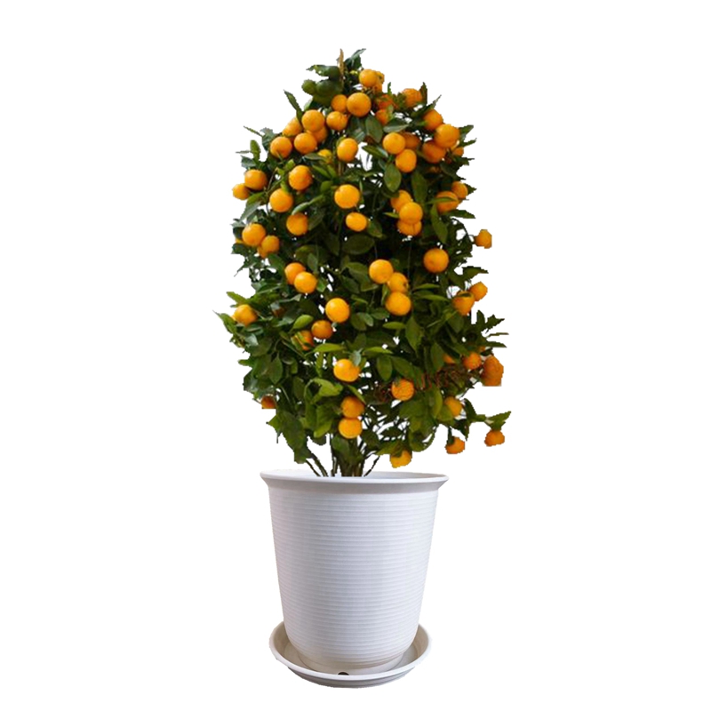 四季金橘桔子树室内客厅大型绿植花卉盆景阳台植物带果金桔盆栽 (柱状