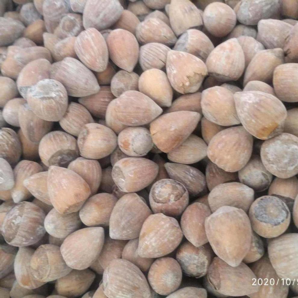 东北小毛榛 2020年新货小毛榛子薄皮坚果 毛榛子 小榛子干果特产干货