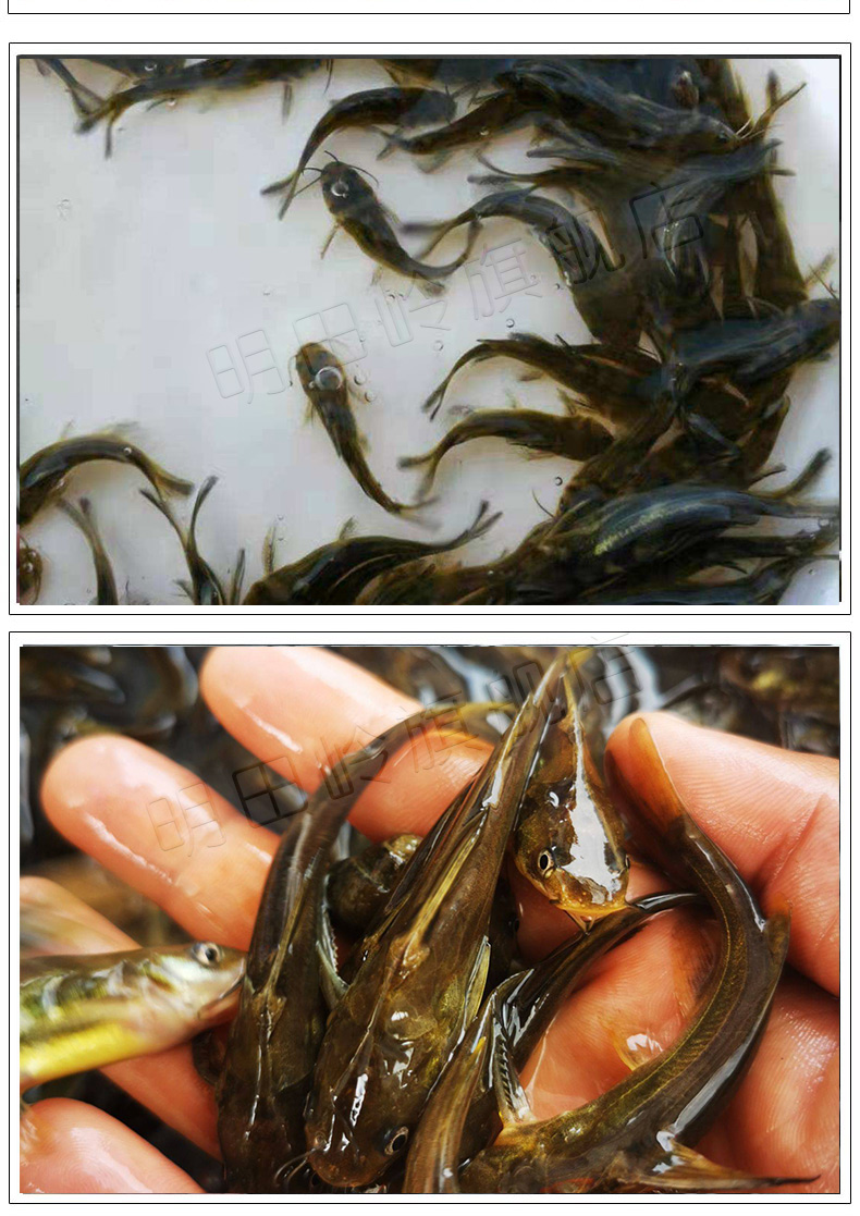 朵芮蜜淡水好养黄骨鱼苗鲜活养殖鱼苗黄丫头黄颡鱼苗黄辣丁鱼苗昂刺鱼