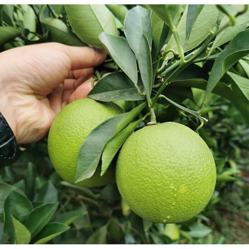 海南绿橙三亚琼中特产现发橙子薄皮榨汁8斤鲜嫩香软汁多青蜜橙团建