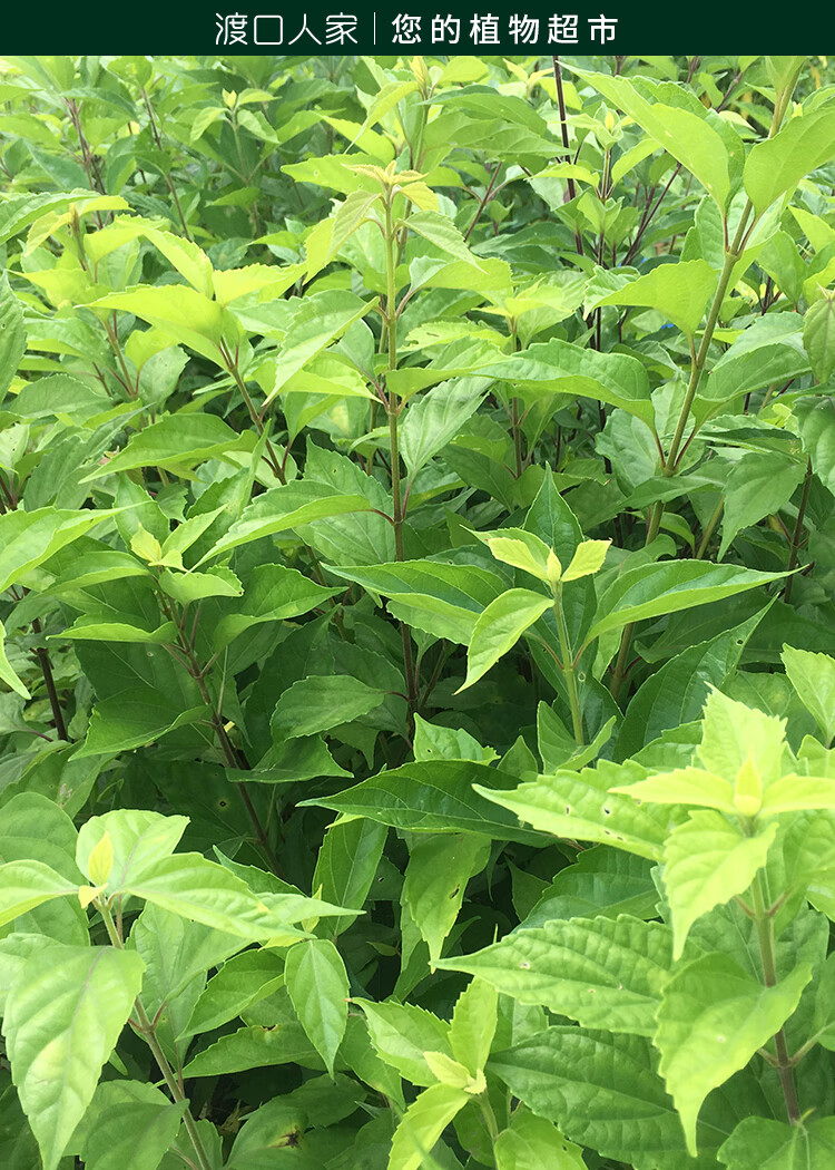 豆腐柴苗根系发达大苗新鲜 斑鸠叶子绿豆腐树苗观音柴腐婢 10年老桩苗