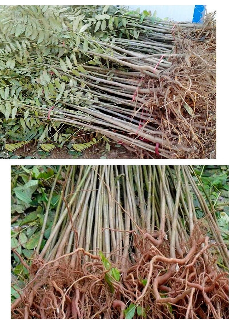 青樱红荔香椿树苗红油香椿苗耐寒抗旱高产四季采摘南北方种植当年采摘