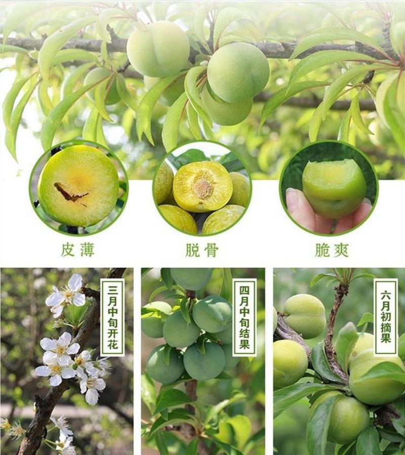 种植当年结果蜂糖李早晚熟西梅恐龙蛋美人醉脱骨李脆皮红心黑巨李子苗