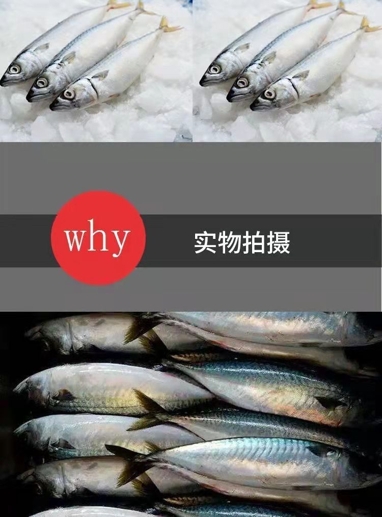 青鱼鲅鱼青占鱼新鲜鲅鱼新鲜特大青花鱼青条鱼深海鲐鲅鱼批发海鲜3斤