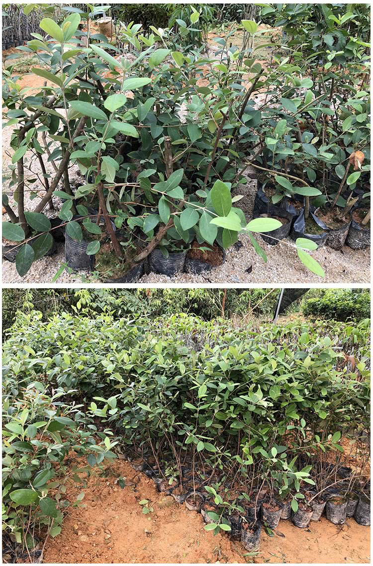 果树捻子树苗果树捻子果苗山捻子苗乌稔桃金娘树苗果苗盆栽棯子苗捻子