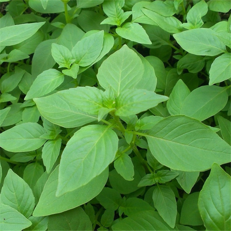 鲜荆芥菜 大叶荆芥 茎芥菜 新鲜调味菜 生鲜蔬菜 现摘发货 1.