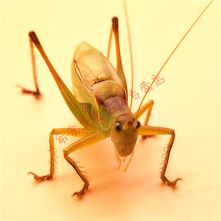 好品相山青蝈蝈1只【图片 价格 品牌 报价】-京东