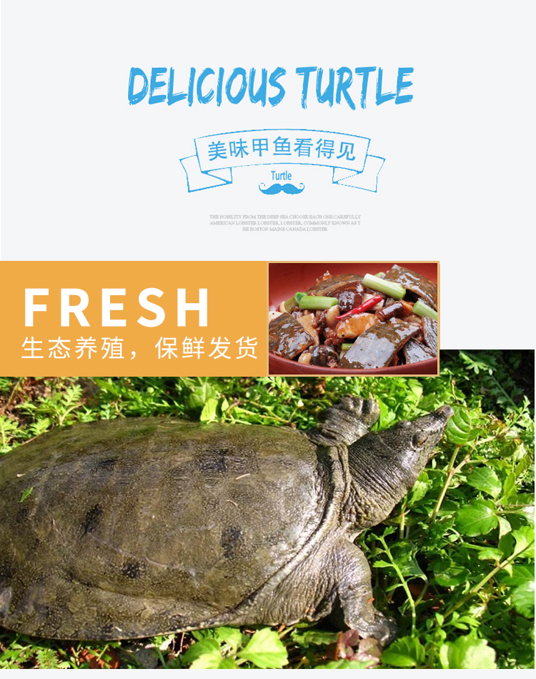 大甲鱼活鲜活食水库新鲜中华鳖高端送礼团鱼大老鳖土鳖活老甲鱼老王八