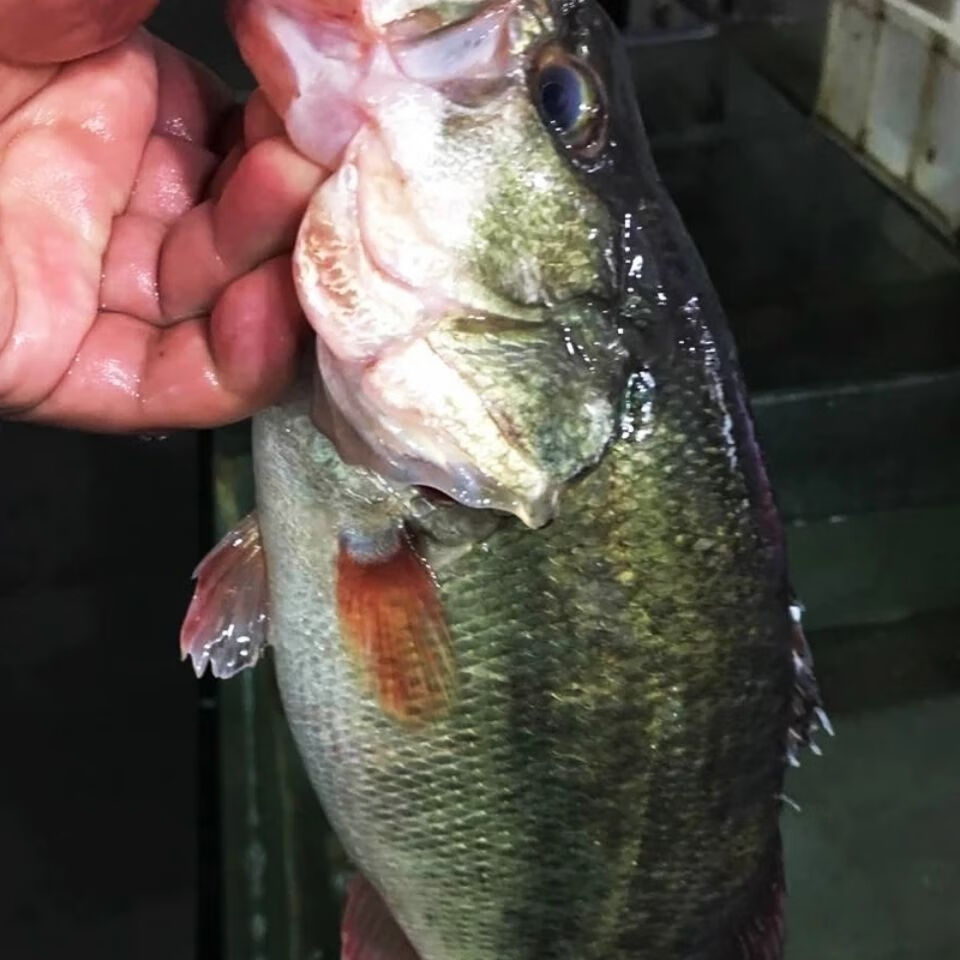 淡水鲈鱼鲜活鲈鱼真空速冻鲈鱼淡水鱼加州鲈鱼昌盛隆11斤条2条
