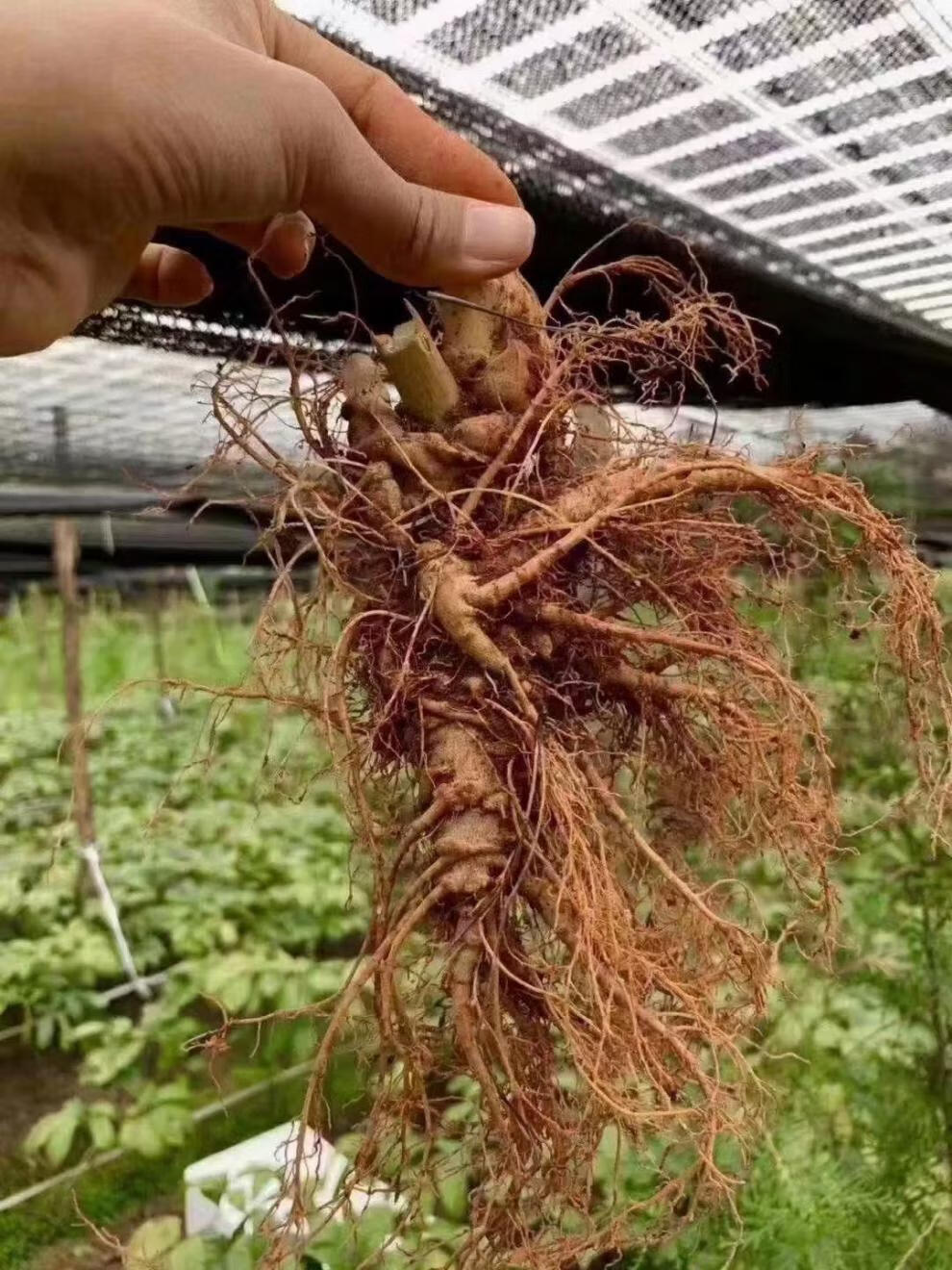 5折云南文山新鲜三七田七500克泡酒煲汤现挖活三七生三七非4个新鲜
