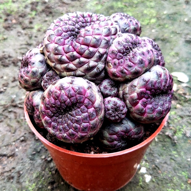 多肉植物仙人球仙人掌红丽丸群生多头紫丽丸带盆栽好8厘米八厘米群生