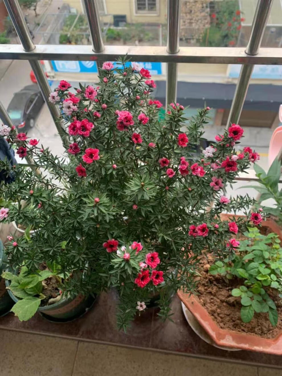 精品绿植澳洲松红梅一树多色耐寒耐热绿植花卉盆栽阳台客厅庭院重瓣花