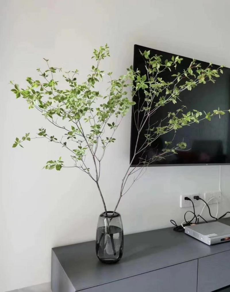 吊钟水培绿植 鲜切水养枝条 客厅植物花卉日式绿森林鲜花f6 吊钟100