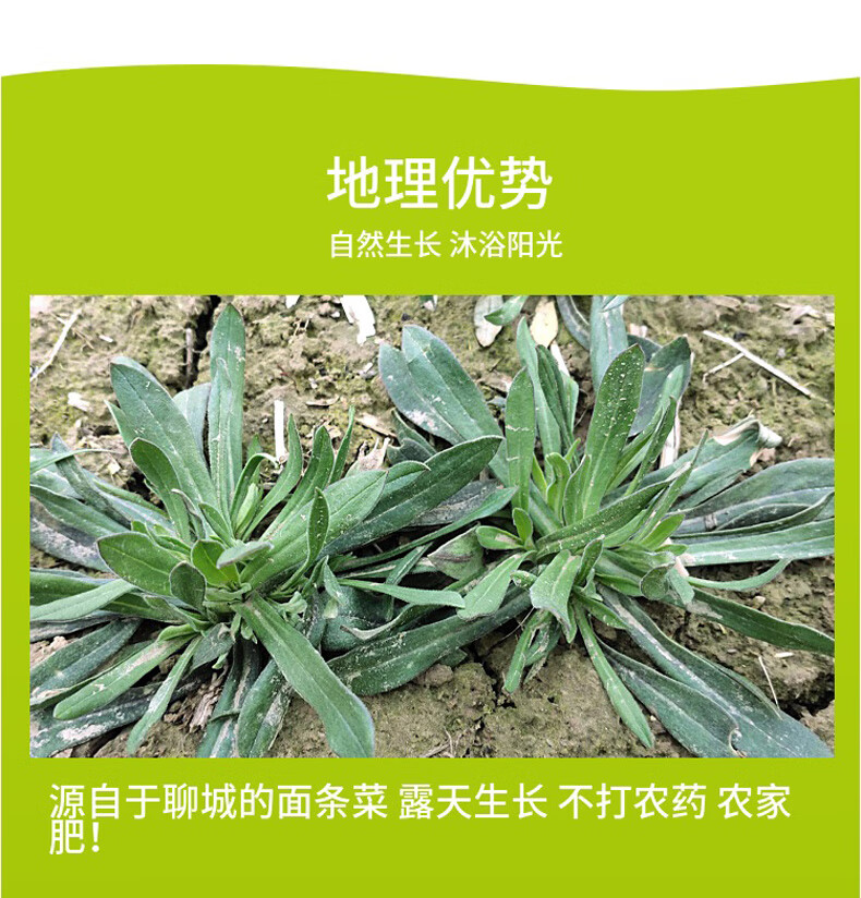 面条菜新鲜3斤山东面条菜野菜蒸菜羊蹄颗新鲜蔬菜农家叶菜现摘发