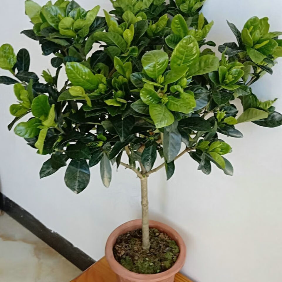 重瓣大叶栀子花盆栽大棵阳台四季常青浓香型牡丹独杆栀子花带 多芮蜜