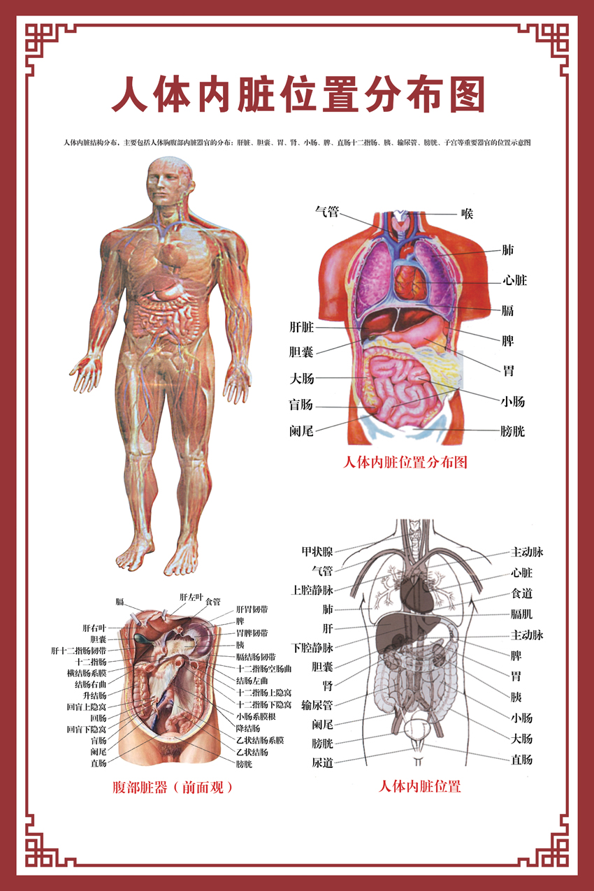 人体内脏解剖示意图 人体肌肉解剖骨骼脊柱关节教学挂图消化循环内脏