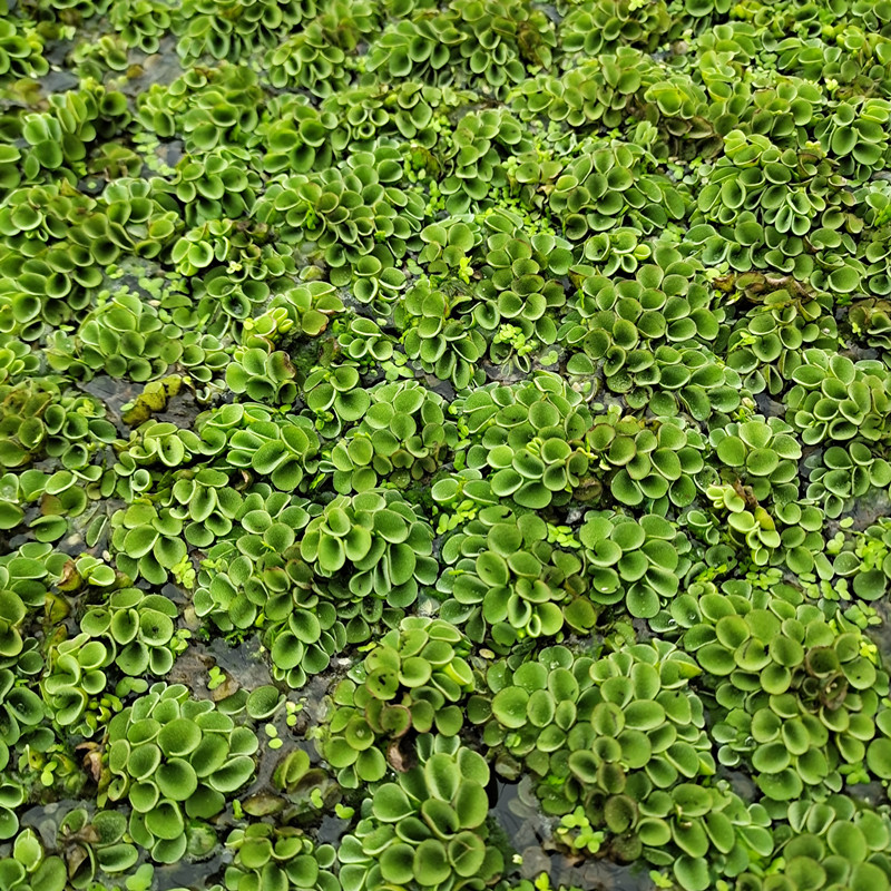 肚兜萍水浮萍水生水培植物浮萍水草鱼缸造景浮萍绿植室内阳台绿色肚兜