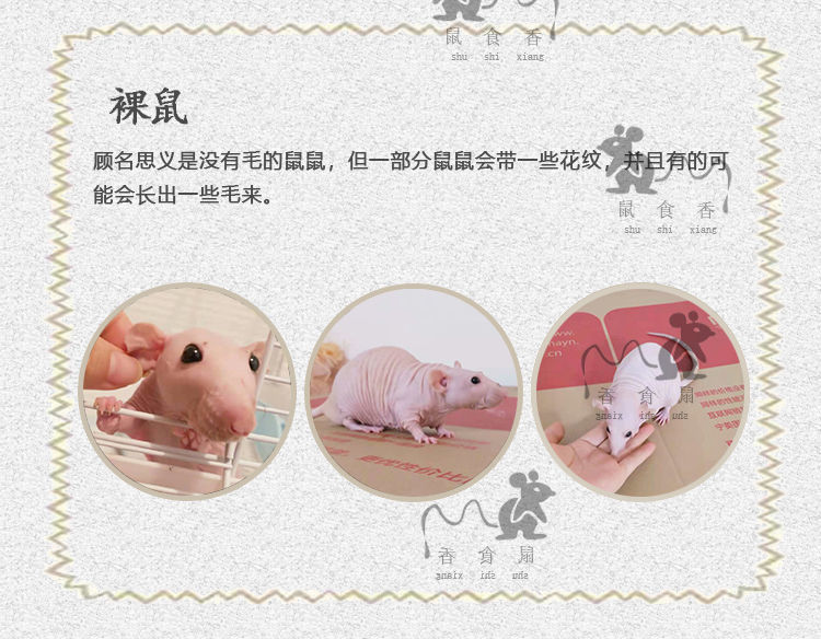 活物暹罗鼠哈士奇鼠裸鼠鼠 普黑 白手套 冰袋加粮食500g【图片 价格