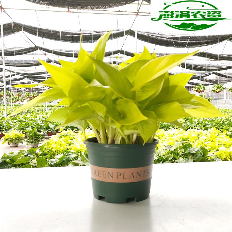 大叶黄金葛绿萝金叶盆栽除甲醛水培室内新品植物可长藤 鱼七秒 18cm原