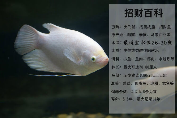 熱帶觀賞魚活體黑眼紅眼魚戰船魚大中型淡水魚古代戰艦風水魚 9-11cm