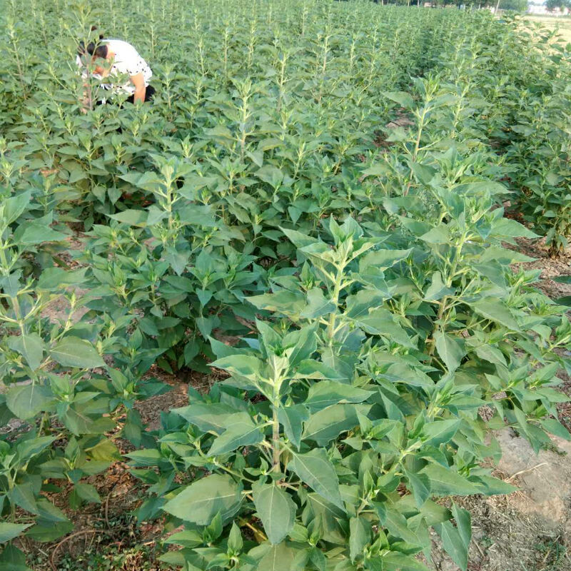 2020年新鲜现挖生洋姜鬼子姜不辣姜菊芋洋姜仔可做泡菜腌菜酱菜1斤