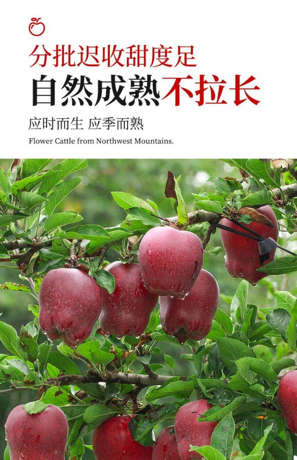 天水花牛苹果老人刮泥蛇果粉面水果红蛇果3斤含箱5斤装出口标准蛇果