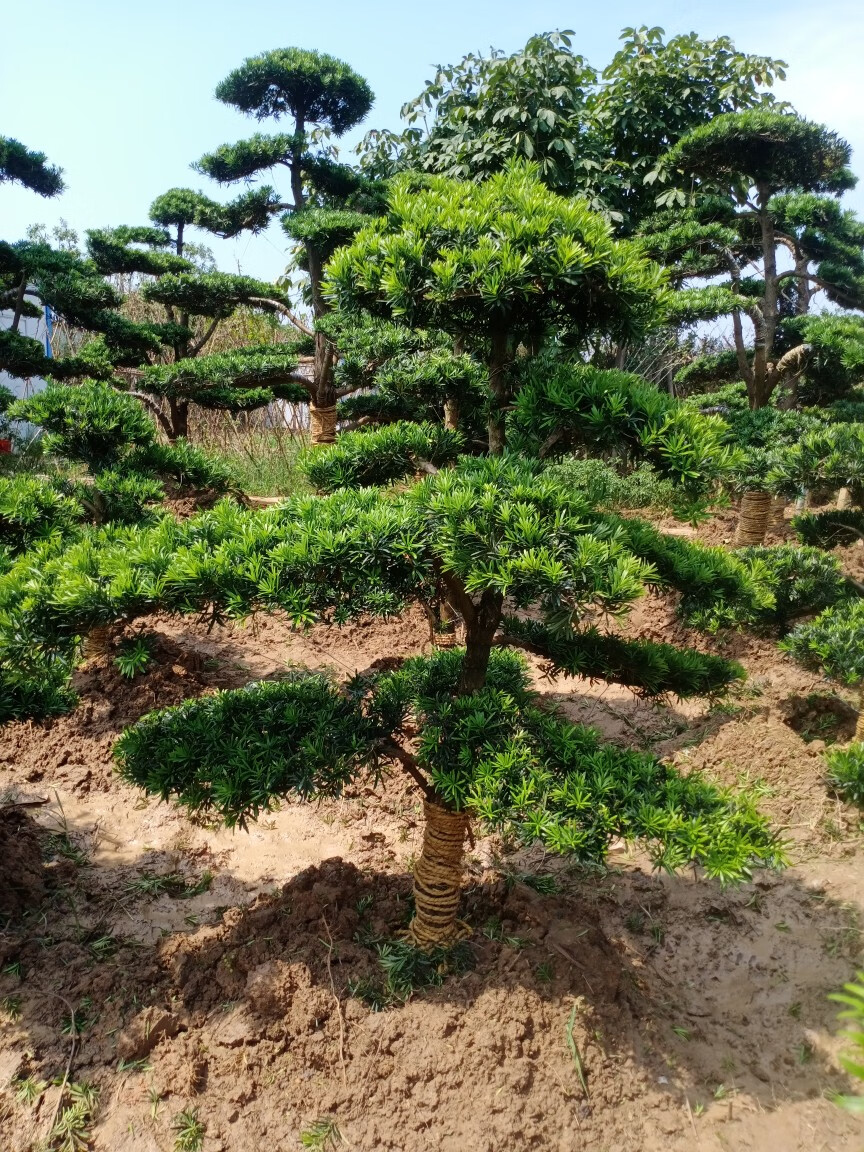 凝慧罗汉松盆景阳台客厅盆栽别墅庭院地栽特大造型罗汉松四季常青绿化