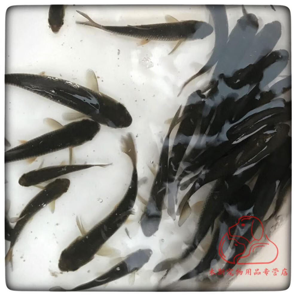 大青魚魚苗螺絲青魚苗黑鯇魚灰草魚烏魭魚淡水養殖活體螺螄青魚苗 青