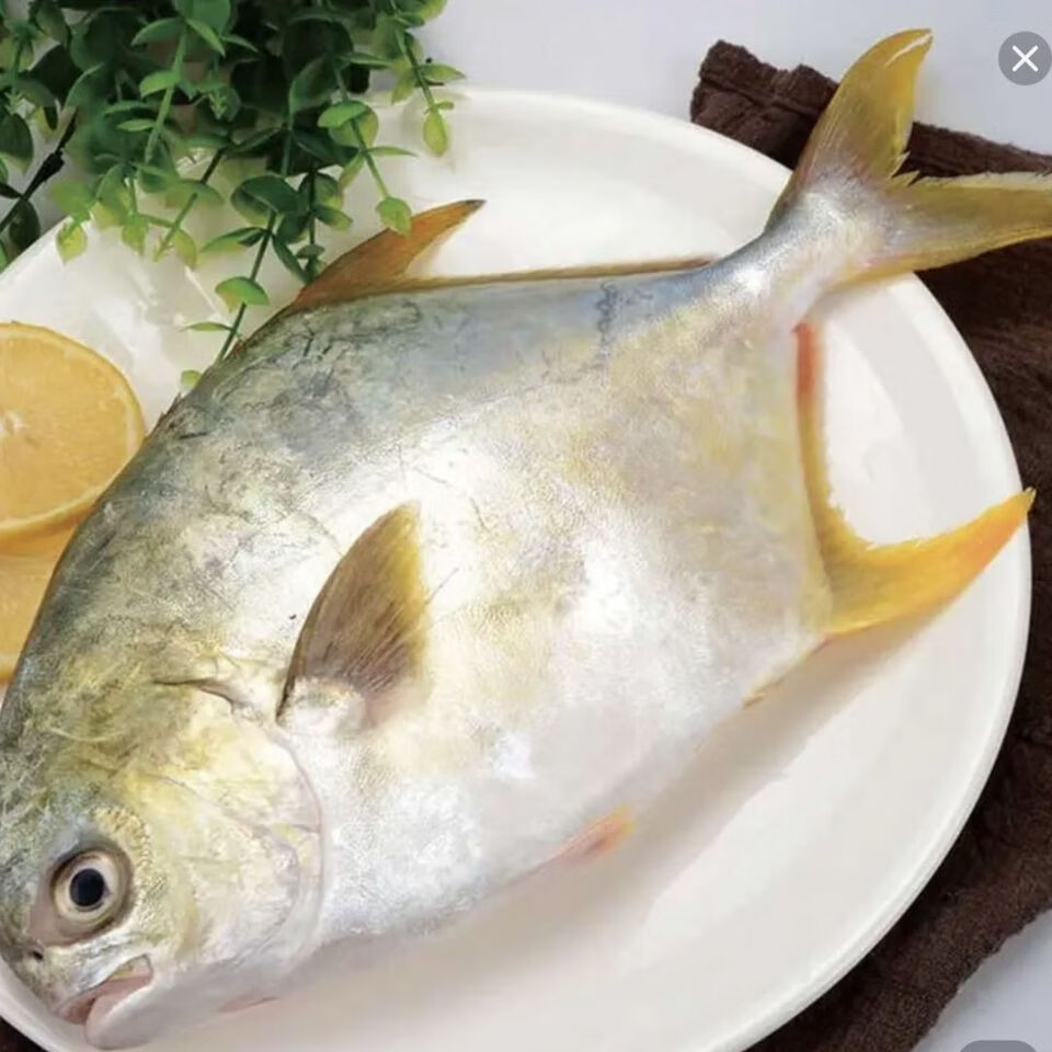 金鲳鱼没有冰新鲜冷冻深海大金鲳新鲜发货顺丰冷链康胜谊八斤八条