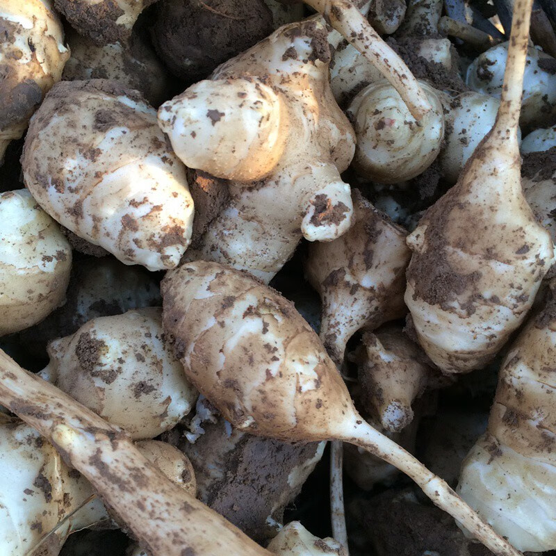 现货鲜洋姜 新鲜洋姜鬼子姜 现挖洋姜蛋洋生姜洋芋头甜姜 2斤试吃装