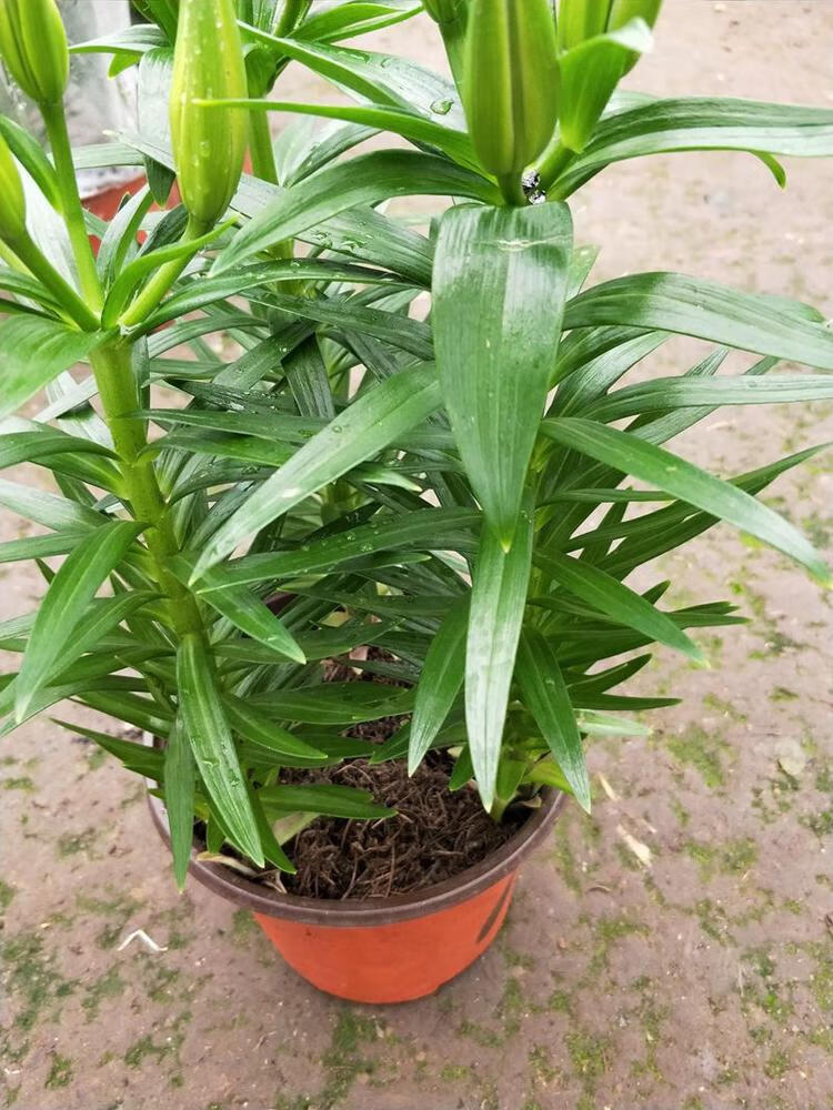 百合花 百合花苗带 花发货 年宵花卉带花苞香水百合盆栽花卉 带花苞