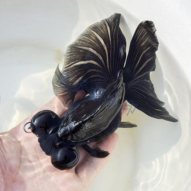 苗小型稀有金鱼水族观赏鱼宠物易养活小金鱼活鱼一条810厘米黑蝶尾