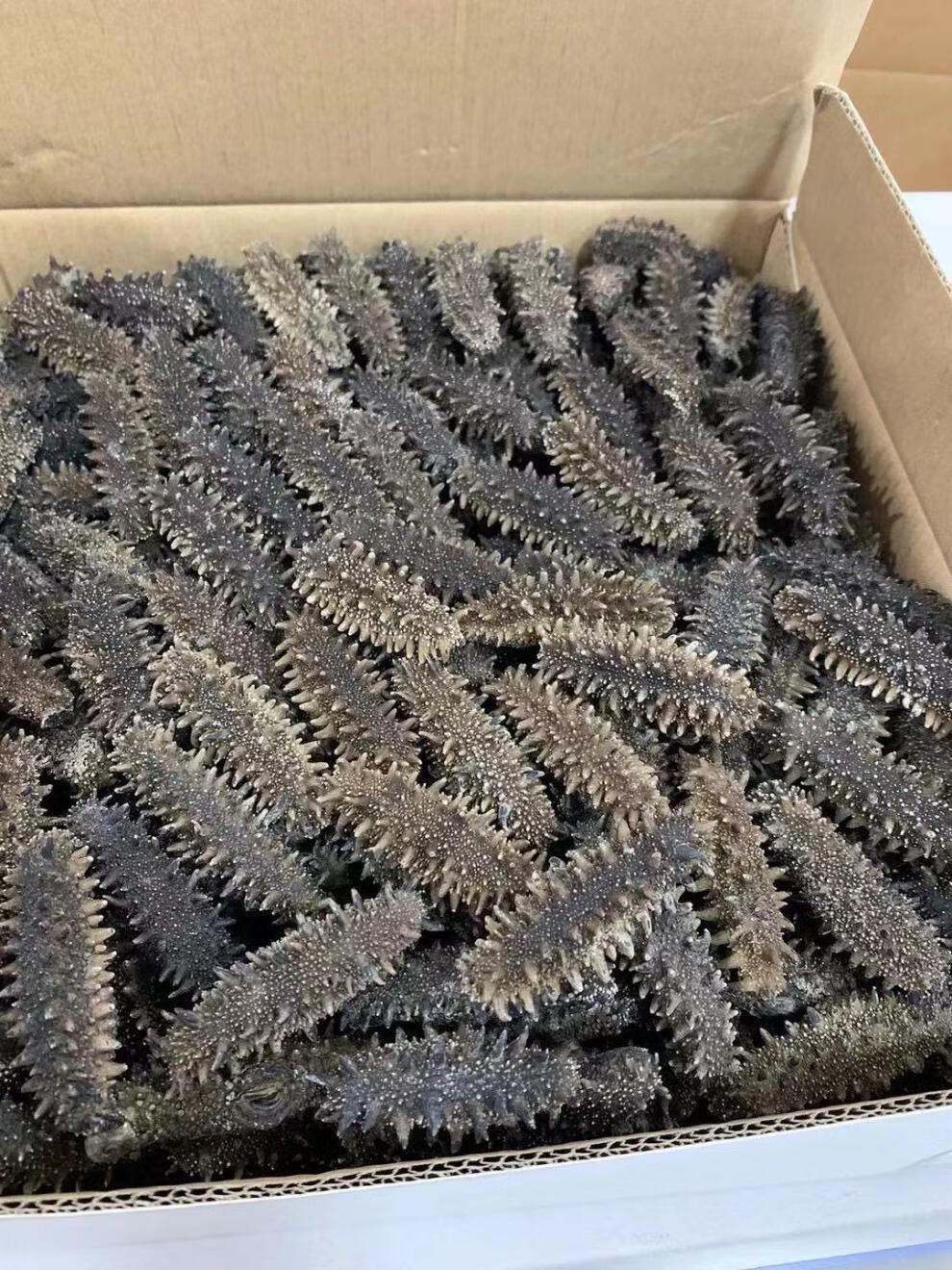 关东参日本北海道纯野生六排刺纯淡干关东海参干货俄罗斯红参大连辽