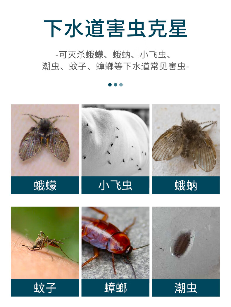 下水道虫子叫什么图片